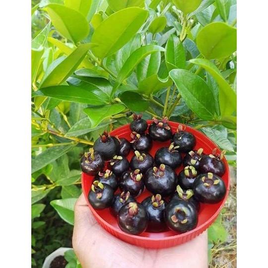 Cây Cherry Brazin Chịu Nhiệt Siêu Ngon Độc Lạ