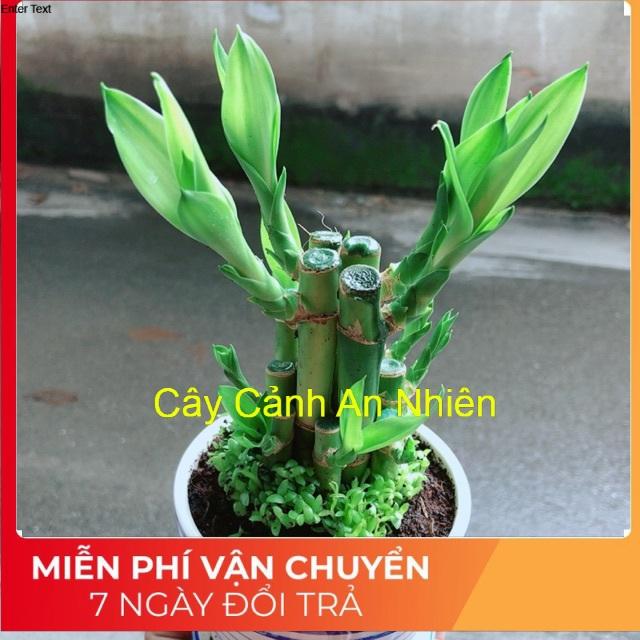 Chậu Trúc Phát Tài