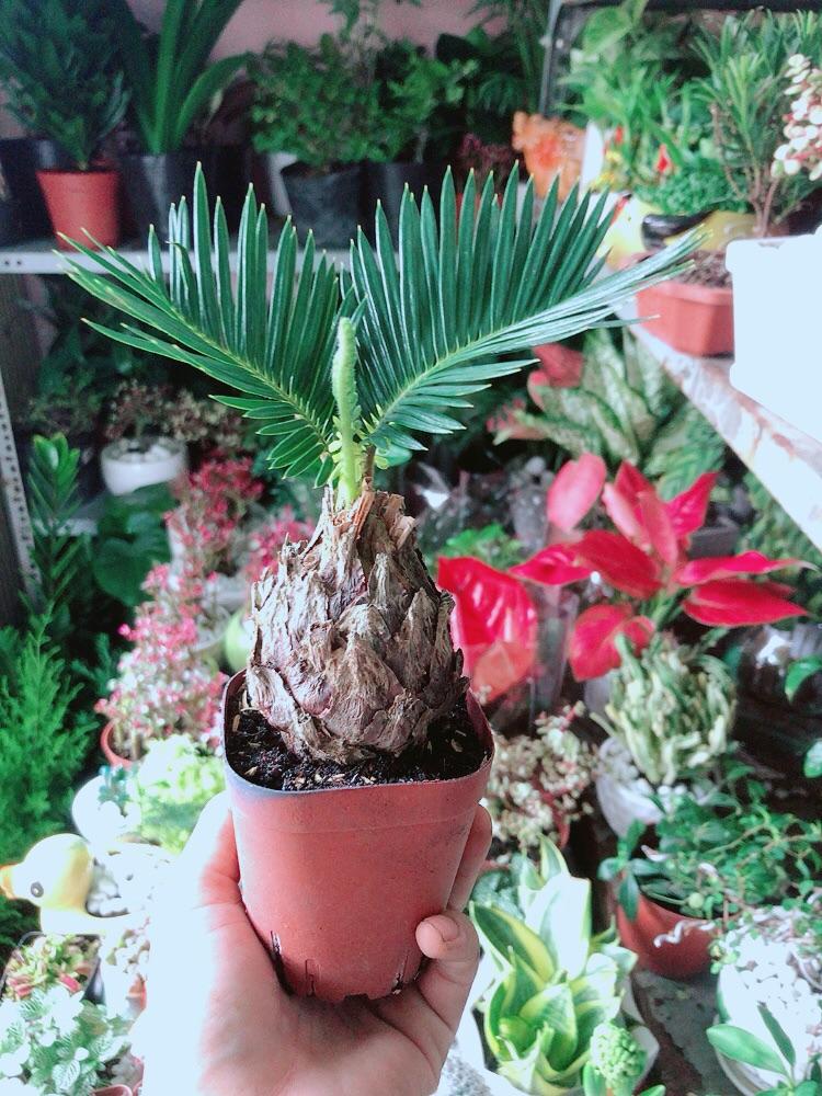 Cây Thiên Tuế Mini