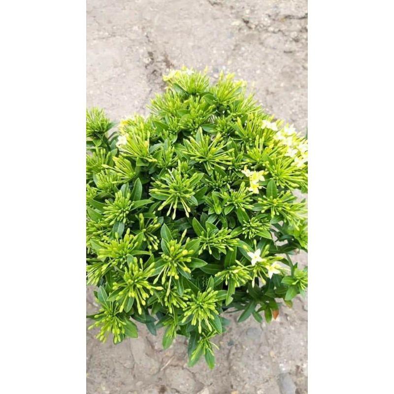 CÂY HOA MẪU ĐƠN VÀNG ĐANG HOA