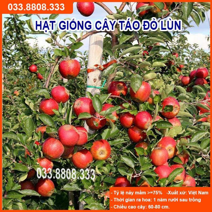 HẠT GIỐNG CÂY TÁO ĐỎ LÙN - NHANH CHO TRÁI