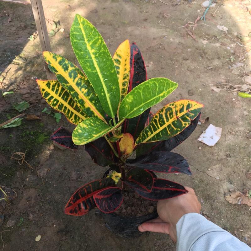 Cây vàng anh lá mít trồng trong bịch đen cao 20-25cm