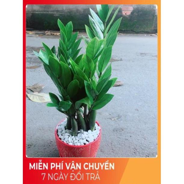 Chậu Kim Phát Tài