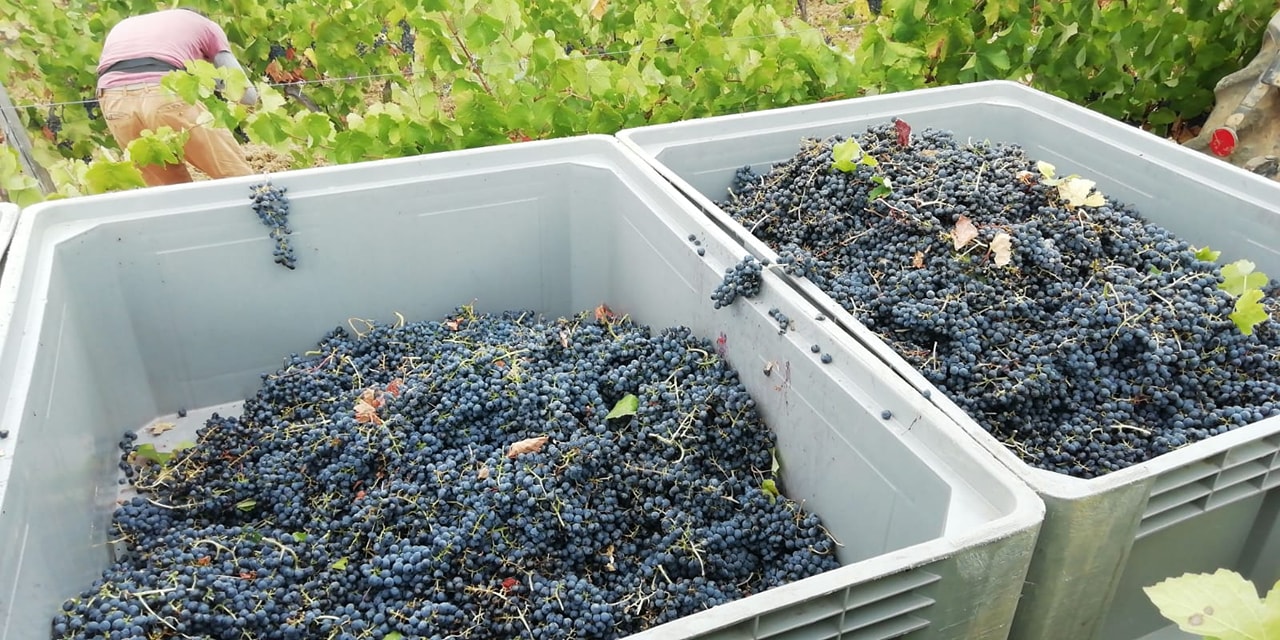 Rượu vang Ý ABVNDANTIA Negroamaro I.G.P Puglia kèm túi hộp,đồ khui