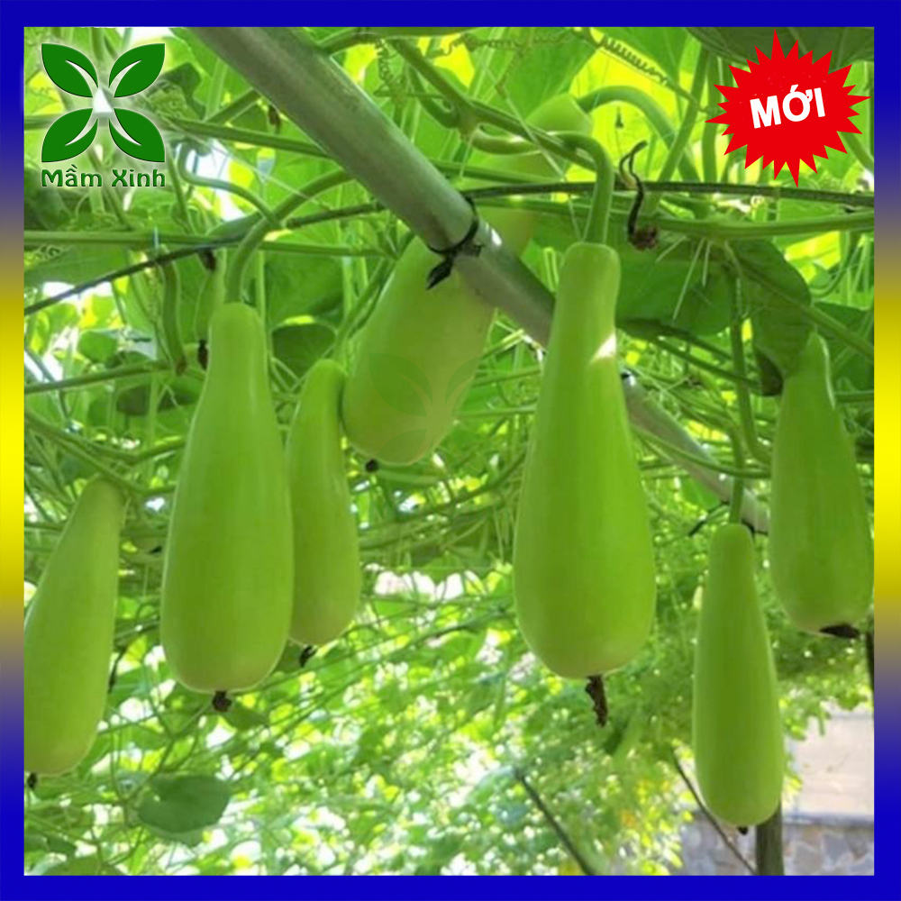 Hạt Giống Bầu Xị Năng Suất Cao Gói 20H