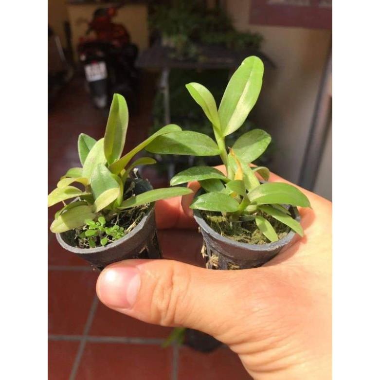 Nù tam bố cây giống