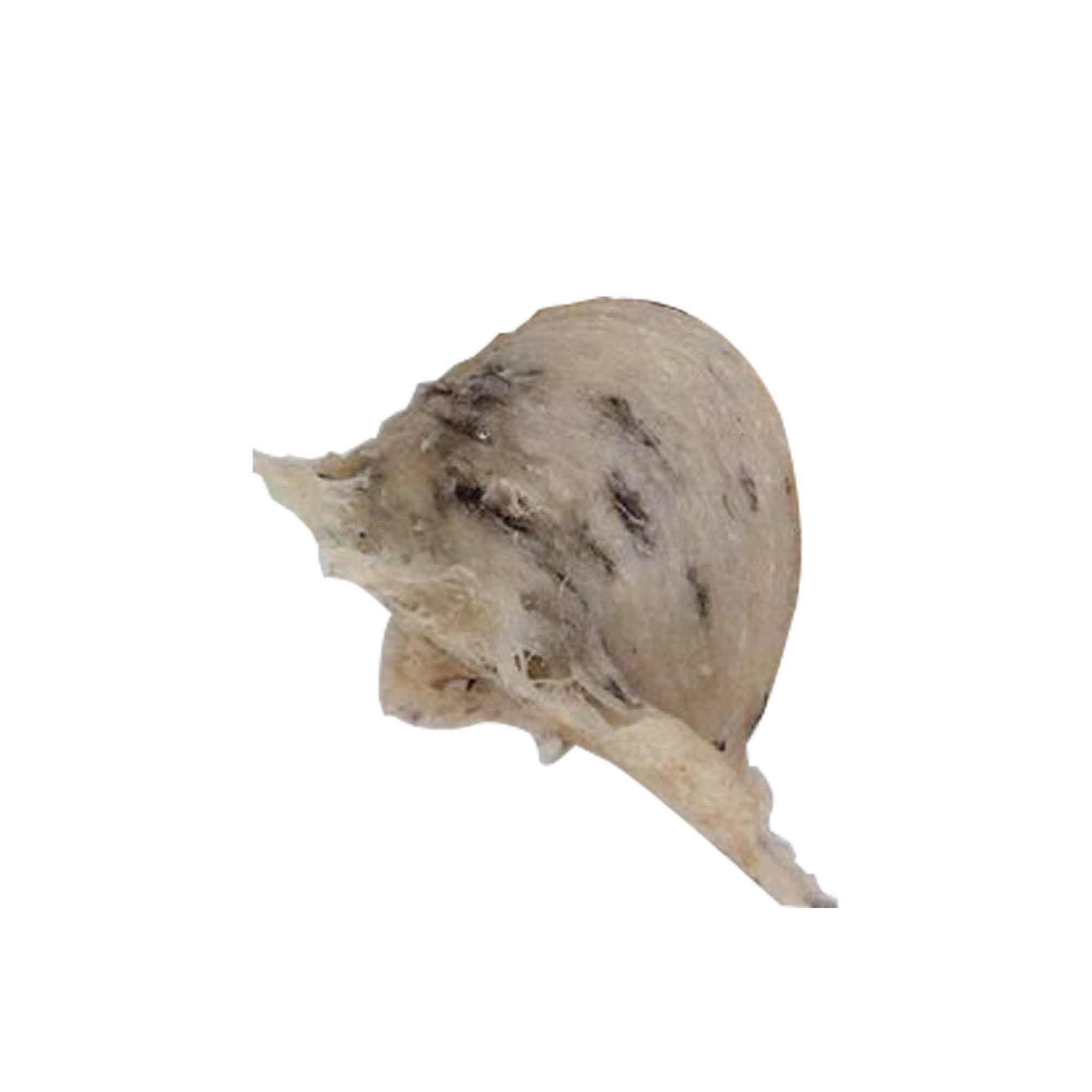 Tổ Yến Sào Còn Lông Thô NutriNest Chất Lượng Cao 100g - Kèm Đường Phèn