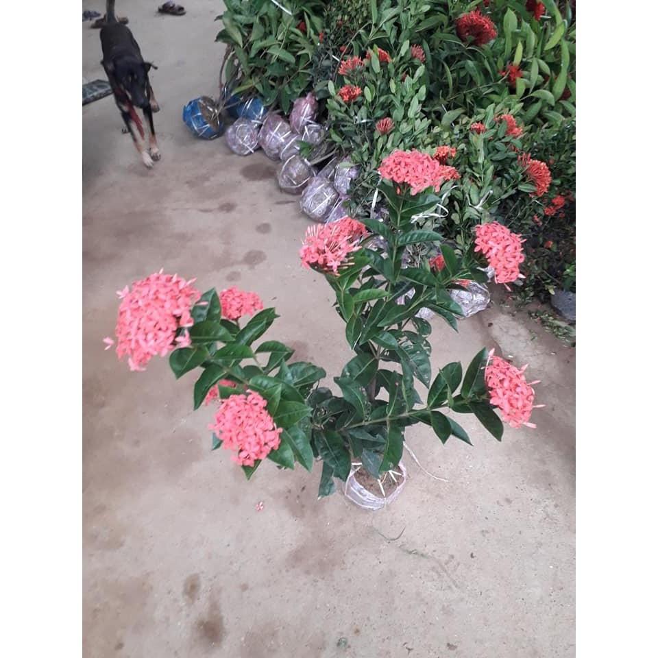 Cây giống hoa mẫu đơn đỏ mỹ