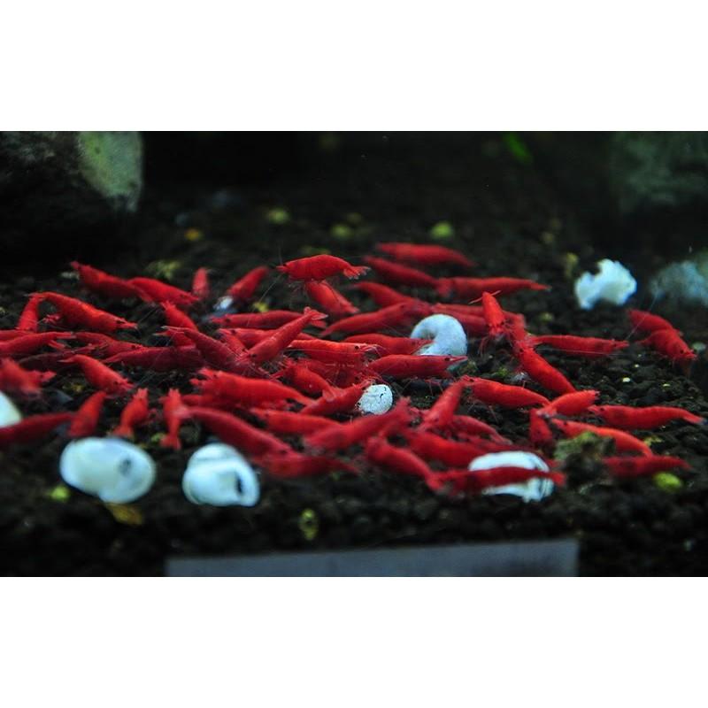 Mineral BECO - Khoáng Chất Tổng Hợp Cho Cá Tép