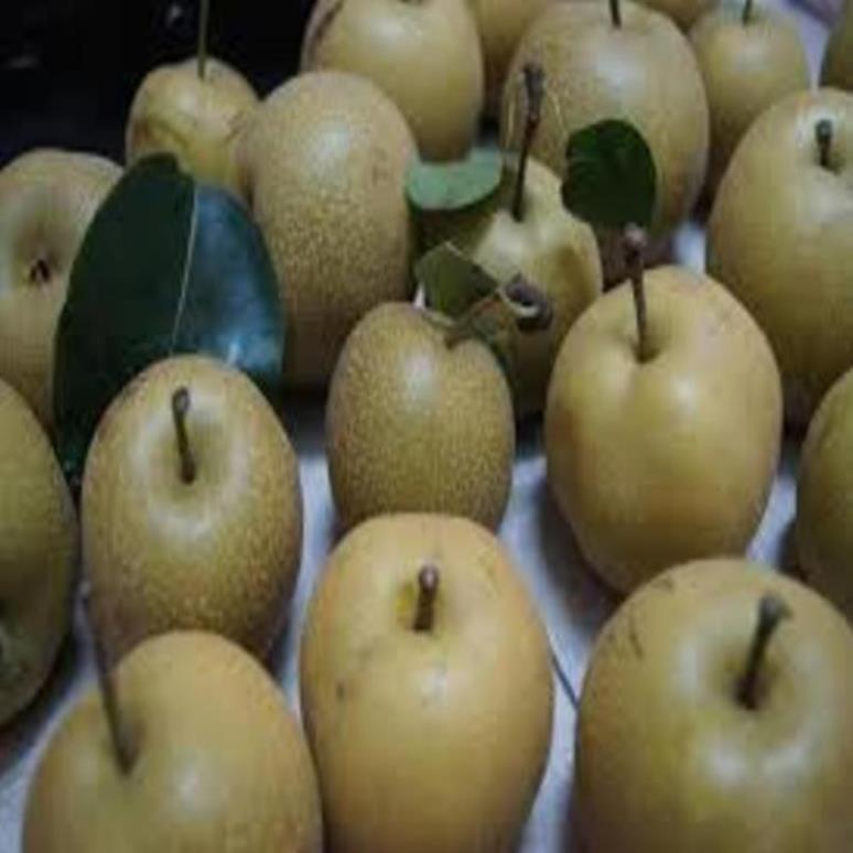 Cây giống Lê nâu Cây giống chuẩn cho năng suất cao