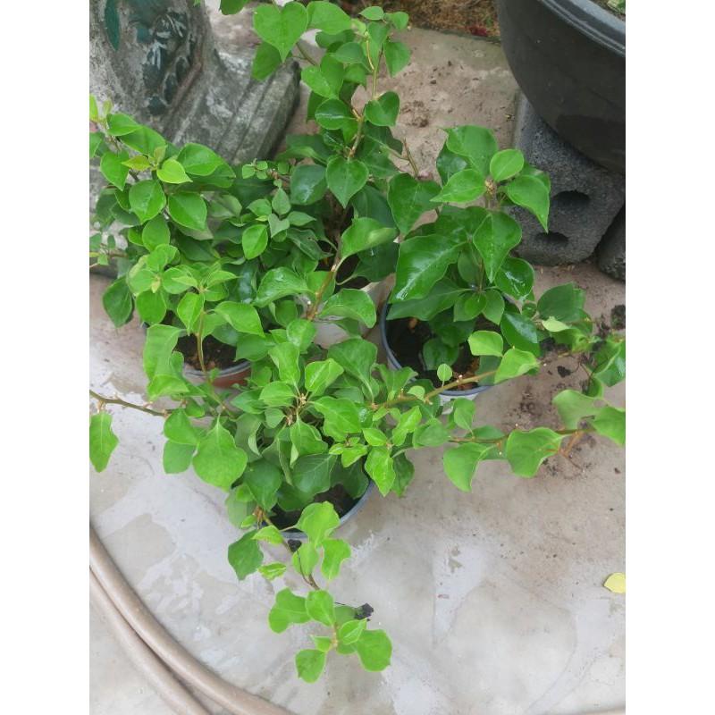 CHẬU Cây hoa giấy lùn siêu hoa TRẮNG phớt hồng SIÊU HIẾM, SIÊU ĐẸP