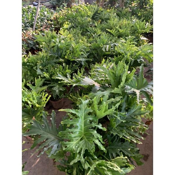 Cây trầu bà lá xẻ, trầu bà thanh xuân cao 50cm, cây cảnh phong thủy trồng trong nhà, mang đến tài lộc, may mắn