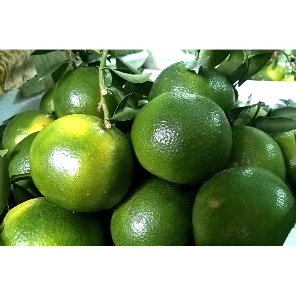 Cây giống Quýt đường Da xanh , siêu sớm .