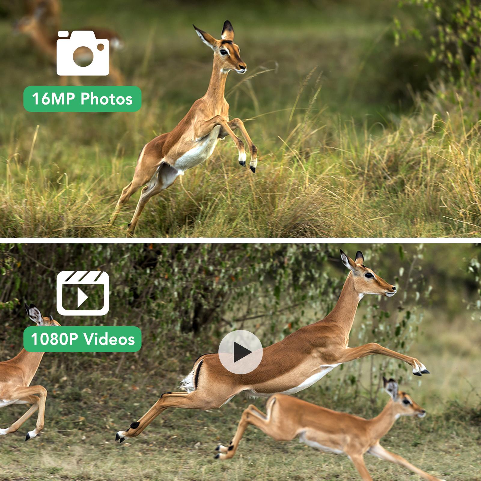 16Mp 1080P Máy Ảnh Đường Mòn Săn Bắn Máy Ảnh Máy Ảnh Hướng Đạo Động Vật Hoang Dã Ngoài Trời Với Cảm Biến Pir Hồng Ngoạimàu Đỏ Tầm Nhìn Ban Đêm