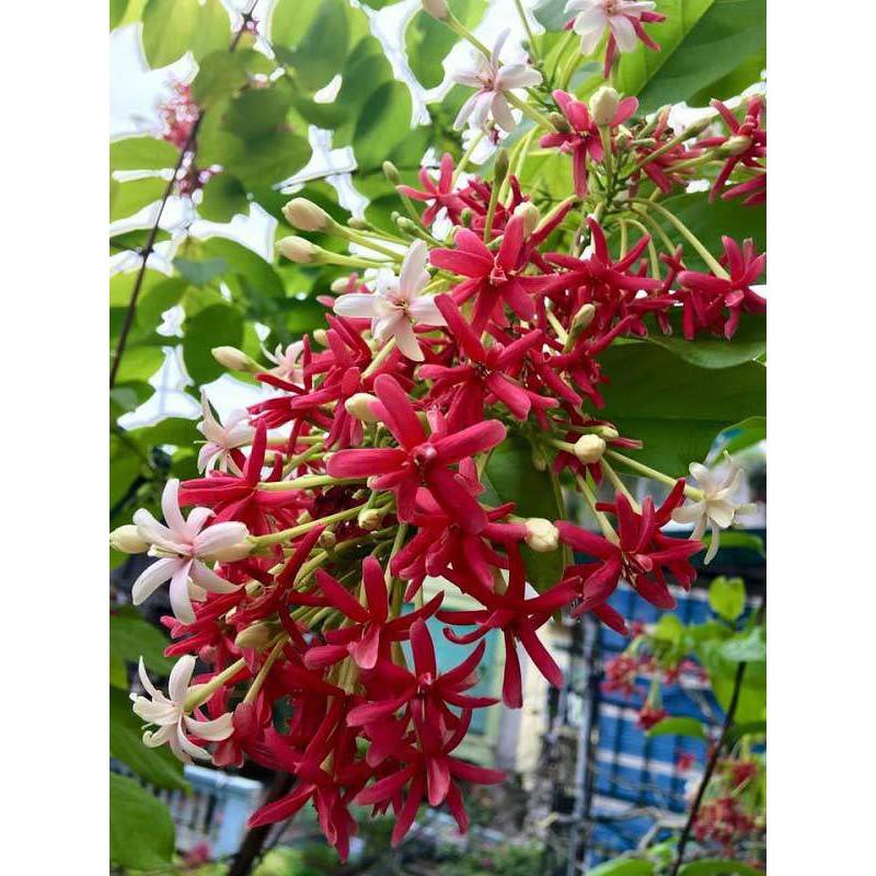 Hoa leo sử quân tử