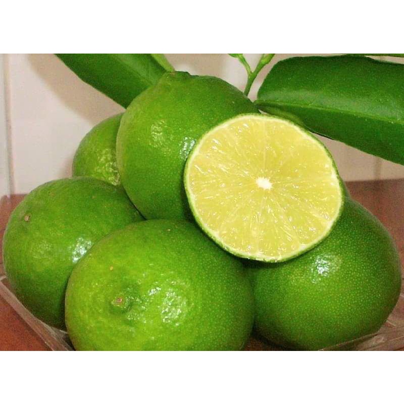 Cây giống chanh LimCa không hạt