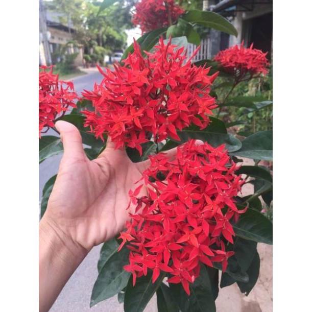 Mẫu đơn mỹ bông to thoát thân cây đẹp