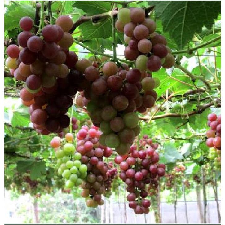 Hạt giống nho leo giàn Pháp KNS3443 - Gói 10 hạt