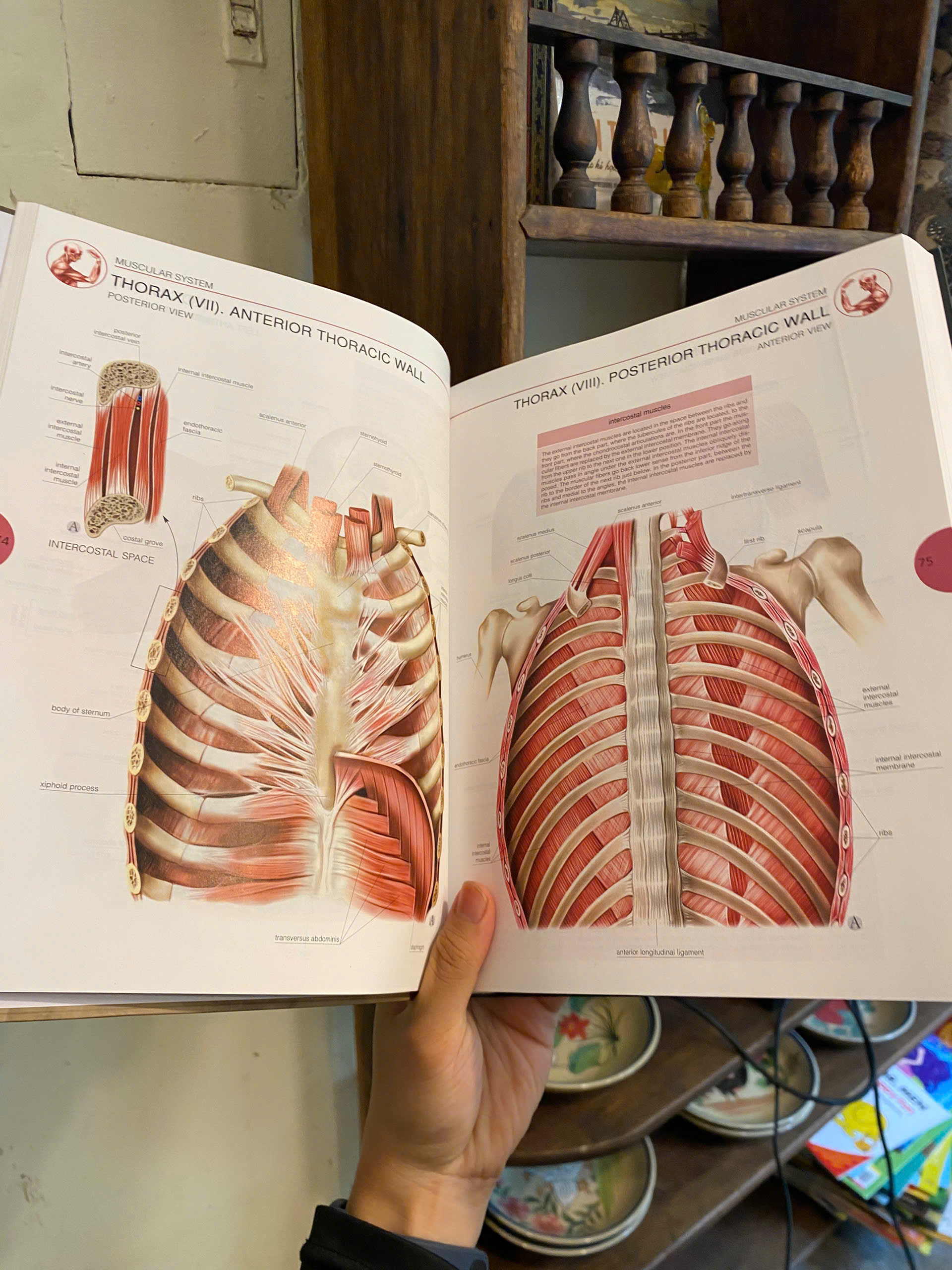 Sách - Human Anatomy by Jordi Vigue | Medical Science / Reference Nonfiction / Ngoại văn