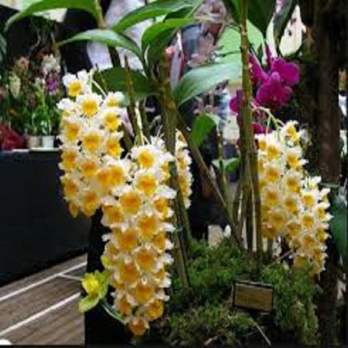 CHẬU LAN KIỀU VÀNG, KIỀU TRÒN,DÒNG LAN THỦY TIÊN - CHẬU TRỒNG THUẦN SIÊU ĐẸP
