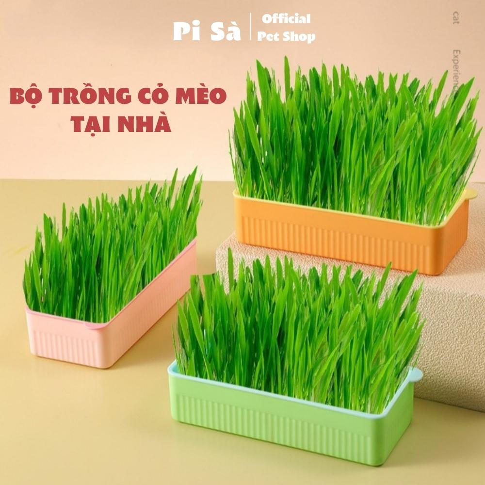 Khay trồng cỏ mèo thủy sinh cho mèo