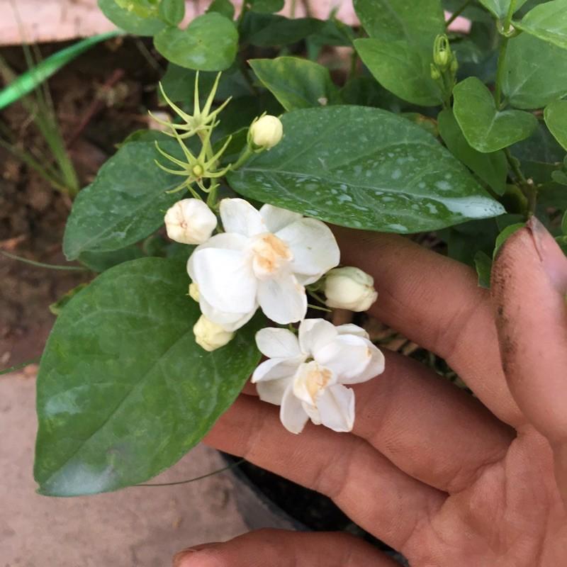 Cây Hoa Nhài Hương Thơm Dịu. Nhiều Nhánh Xum Xuê