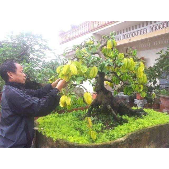 CÂY GIỐNG KHẾ NGỌT TRỒNG CHẬU