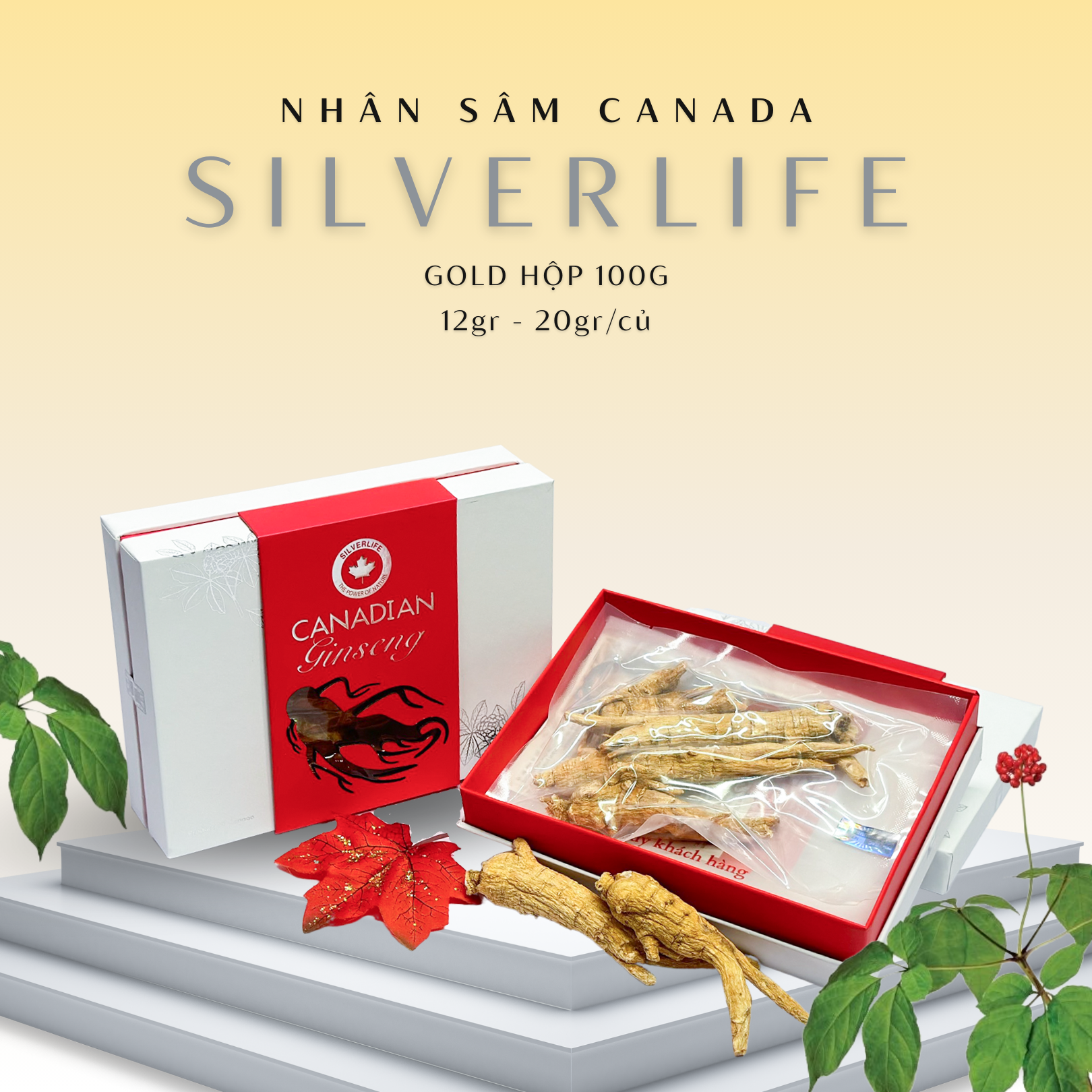 Nhân sâm khô Canada SilverLife Gold | Nhân sâm khô nguyên củ | Nhân sâm Canada Chính Gốc