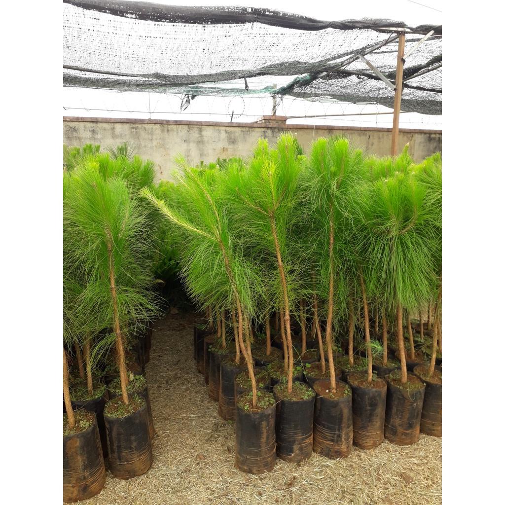 CÂY GIỐNG THÔNG ba LÁ  FREESHIP EXTRA + HOÀN XU EXTRA ]