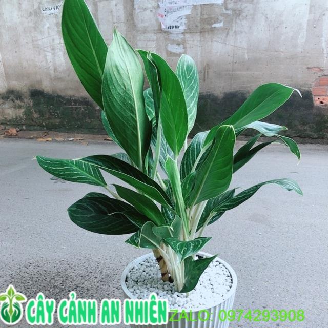 Chậu Cây Bạch Mã Hoàng Tử