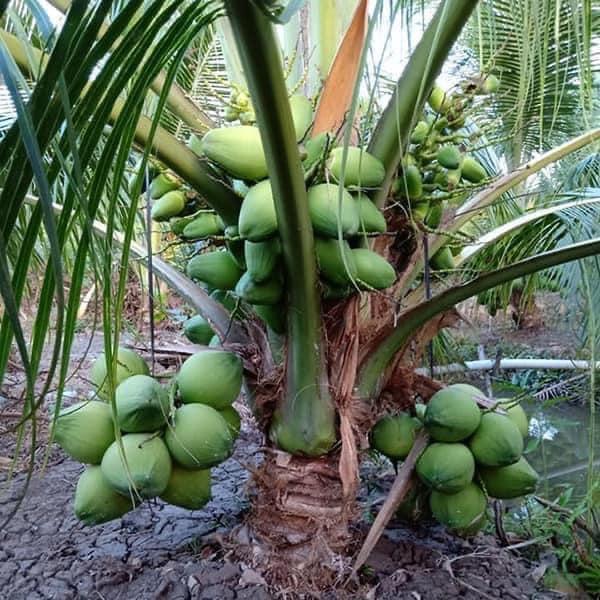 CÂY GIỐNG DỪA SÁP LÙN RẶC F1