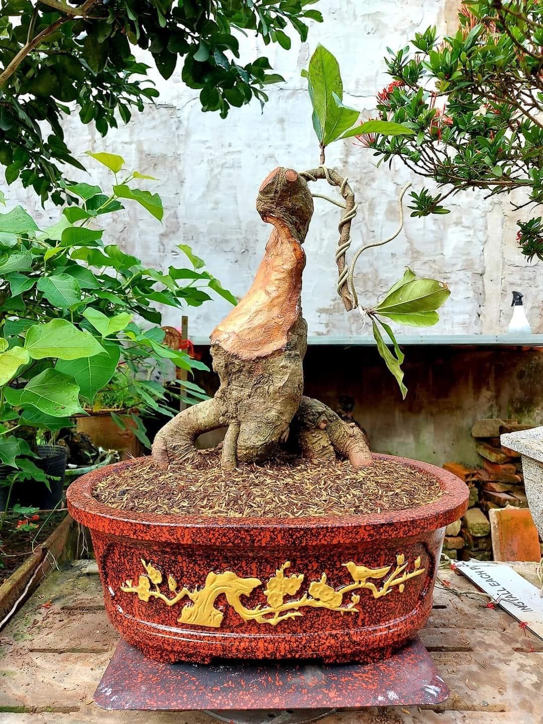 Khuôn đúc chậu cảnh ôvan 45 có lòng trong