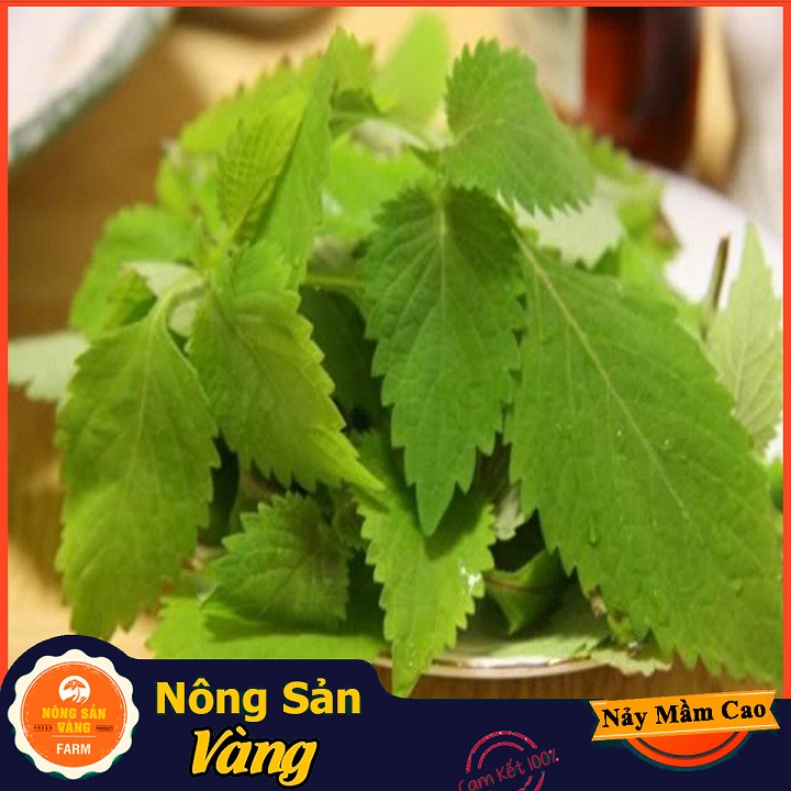 Hạt giống Rau Kinh Giới - Nông Sản Vàng