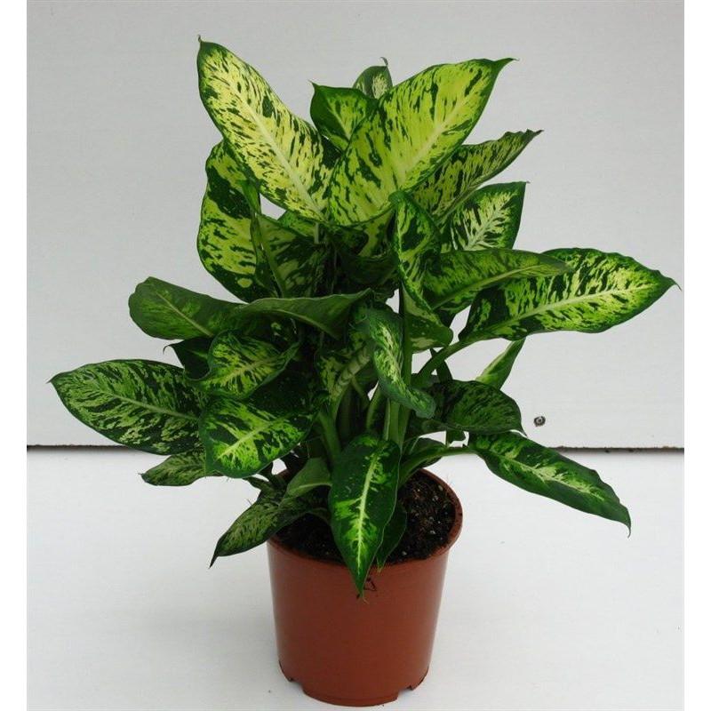 CHẬU CÂY TRẦU BÀ LÁ XANH, CÂY PHONG THỦY MANG TÀI LỘC CHO GIA CHỦ