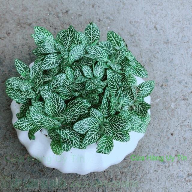 Chậu Cẩm Nhung Xanh