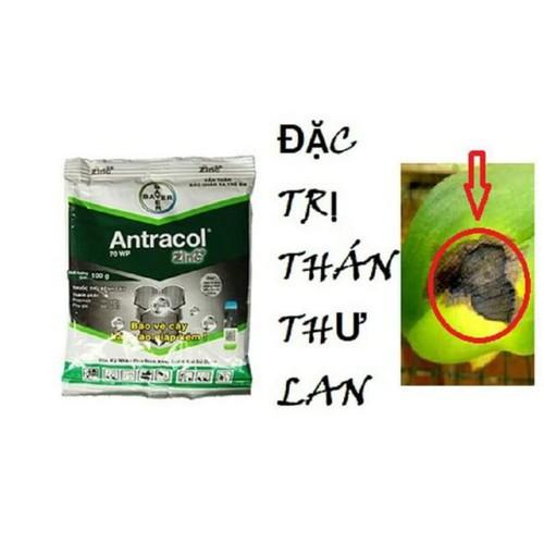 ANTRACOL 70WP GÓI 100G TRỪ NẤM BỆNH DÙNG CHO LAN, CÂY TRỒNG