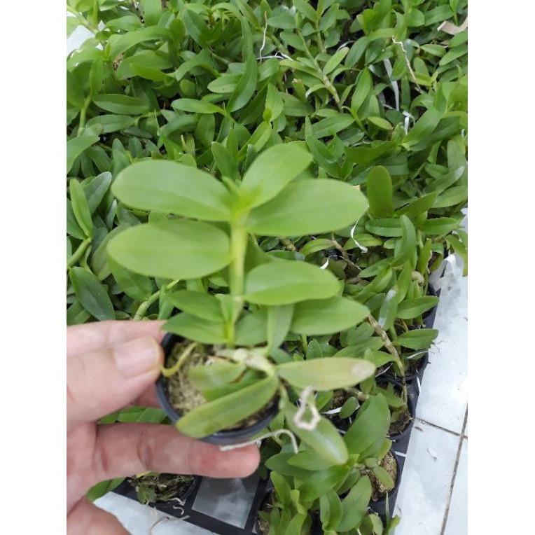 Hoa phong lan -5ct gái nhảy