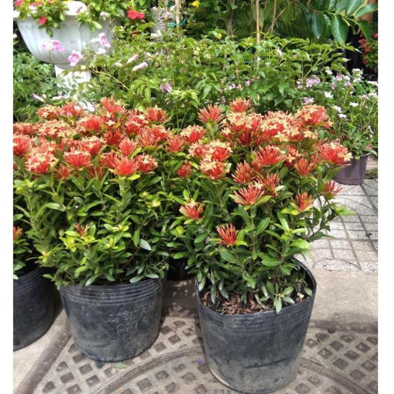 Com bo 2 hoa mẫu đơn đỏ mỹ, gửi đi nguyên bầu cây giống.