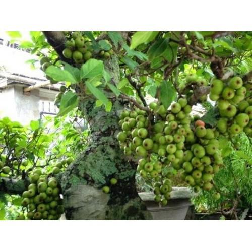 CHẬU SUNG THẾ , GIỐNG SUNG NẾP SIÊU QUẢ- MANG ĐẾN SỰ SUNG TÚC, ĐẦM ẤM, ĐỦ ĐẦY CHO GIA CHỦ - CGSTCNSQ