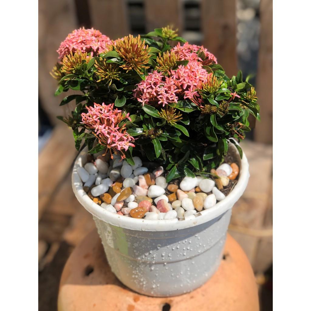 Chậu hoa trang Thái màu hồng phấn