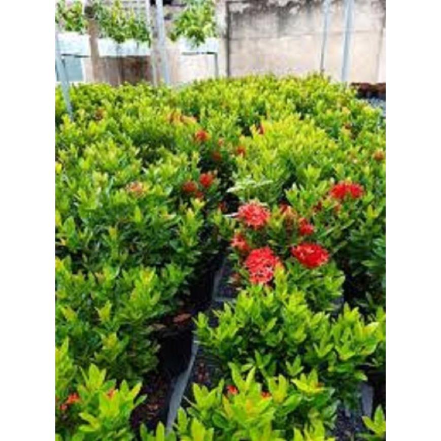 Hoa mẫu đơn bỉ- màu đỏ đẹp, dòng lá nhỏ dày