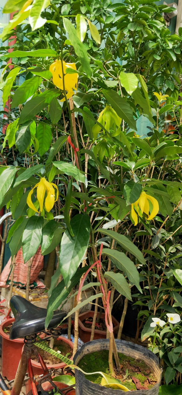 Cây hoa dẻ vàng, hoa thơm ngây ngất cao trên 1m