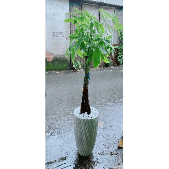 Chậu Cây Kim Ngân Thắt Bính Lớn