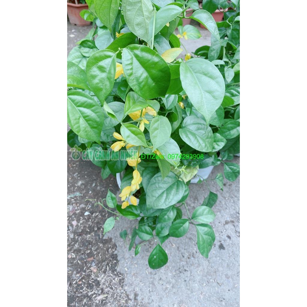 Cây Lan Hoàng Dương Thái