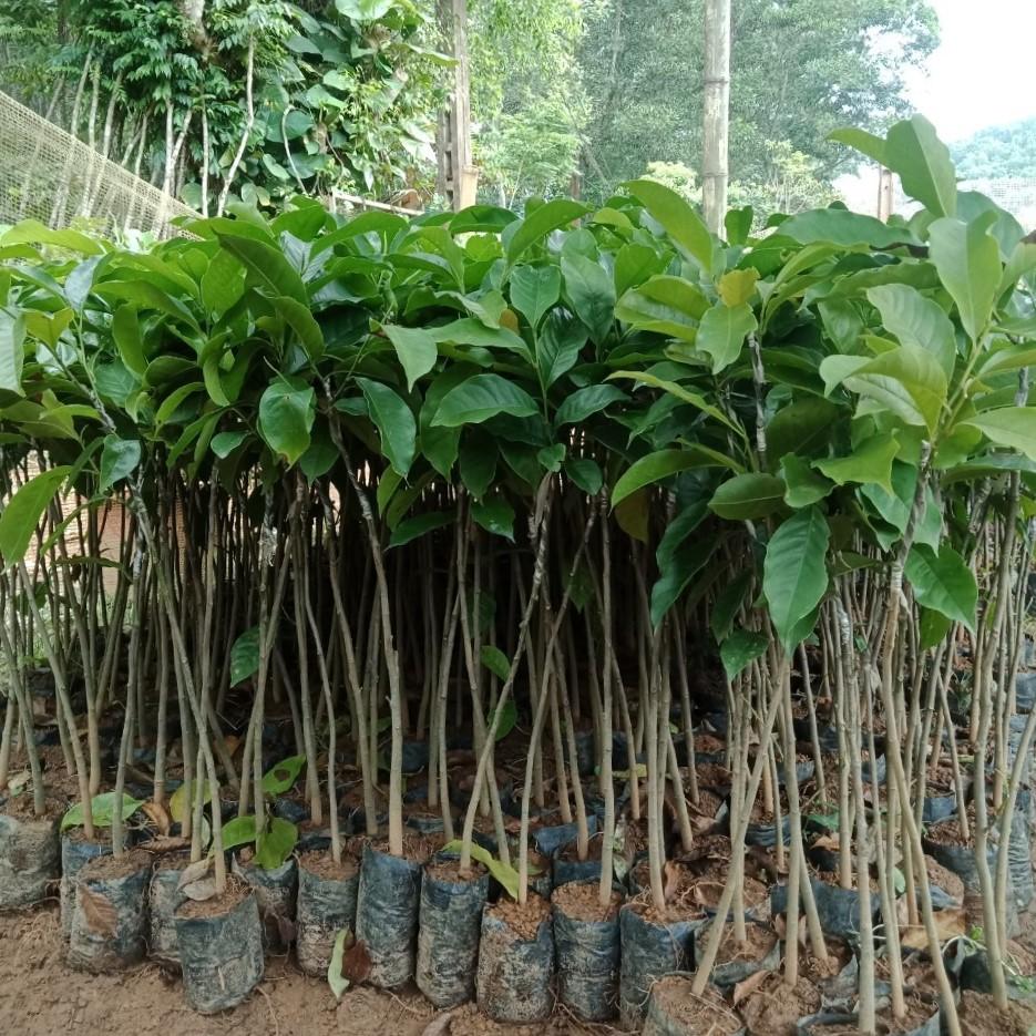 Giống Cây Dổi Nếp Rừng Lấy Gỗ, Lấy Hạt