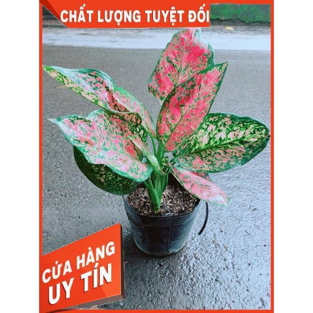 Cây Vạn Lộc