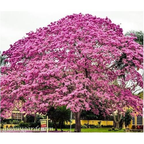 CÂY GIỐNG CÂY KÈN HỒNG , CÂY SIÊU ĐẸP - NBCGCKHSD
