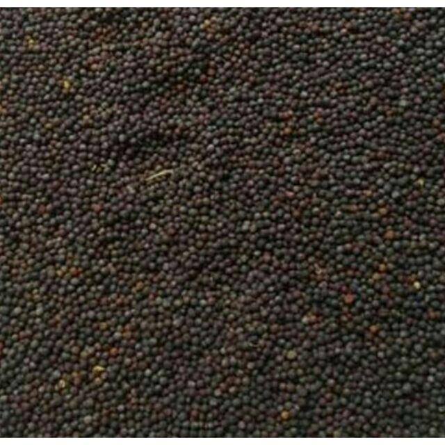 HẠT CẢI CHO CHIM, YẾN PHỤNG, FINCH,MANH MANH,7 MÀU,SẮC NHẬT