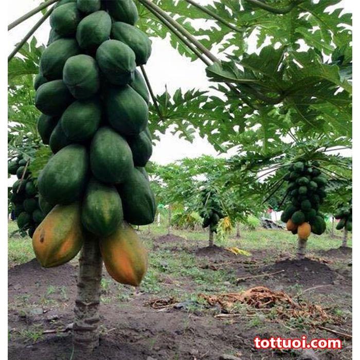 Hạt Giống Đu Đủ Ruột Gấc  -