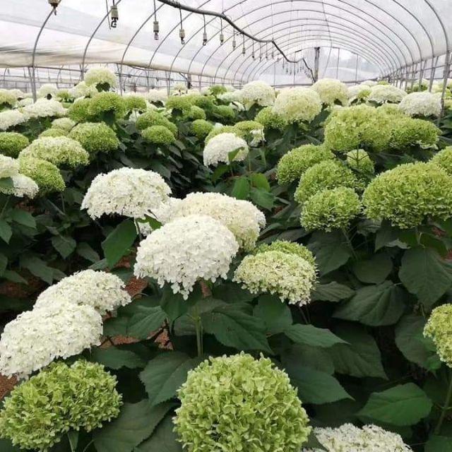 HOA CẨM TÚ CẦU - bầu cây giống size lớn
